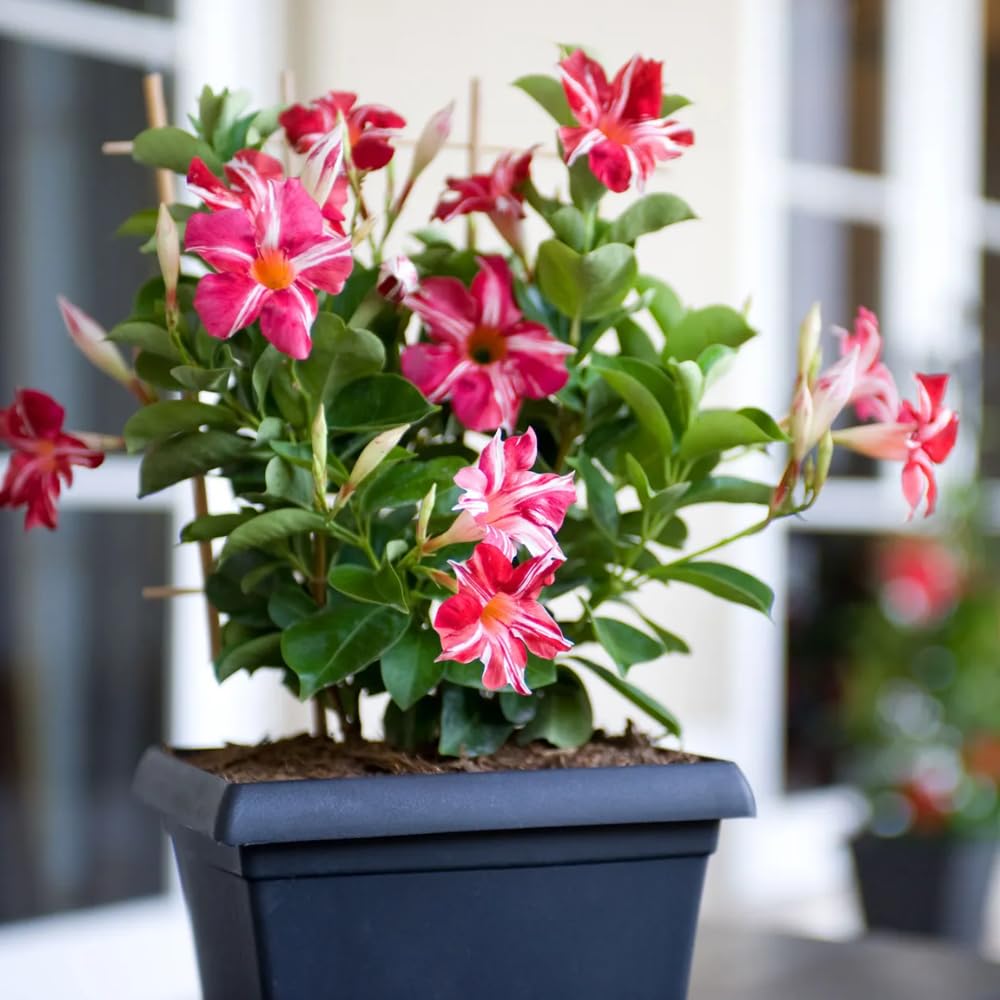 2 Mandevilla Live Plants, Flowering Mandevilla Plants, 5-9” Height, Mandevilla Trellis Vines for Outdoor Garden and Containers (Stripes Mandevilla)