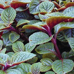 02 Purple Plectranthus Swedish Ivy Plants Live, Swedish Ivy Plant Pot, 4 Inches Pot, Swedish Ivy Plants Live House Plants, 3 to 6 Inches Tall