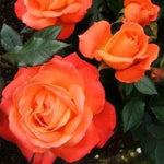 Rose Plant Live, Hybrid Tea Rose Bush Live Plant, 5-9 Inch Tall, Fragrant Flowers Shrub Ready to Plant Outdoor, No Pot, Well-Rooted (Color Rose)