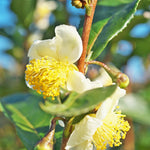 Camellia Plants Live, Camellia Sinensis Live Plant, Tea Tree Plant, Green Foliage Shrub for Planting, 5-7 Inches Tall