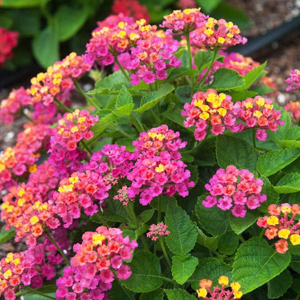 4 Colorful Perennial Lantana Trees Live Plants, Pink Blooms, Hardy and Long Blooming Seasons, Fragrant, 5-10" in Tall, Full Sun Growing