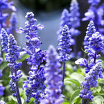 2 Lavender Plants Live Indoors, 4-8" Tall, Lavandula Perennial Flower Plants for Planting Outdoors Home Garden (Blue Lavender)
