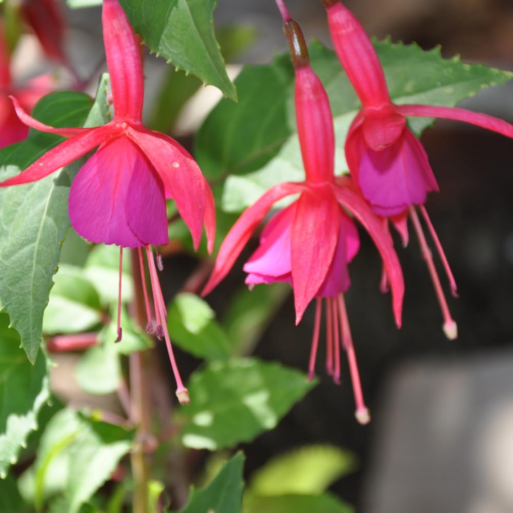 2 Fuchsia Live Plants, Fuchsia Flower Perennial for Outdoor Garden 3 to 5 Inches (Purple Blue)