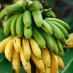 Cavendish Banana Plants Live for Planting, Banana Trees Live Plants from 4 to 6 Inc Tall