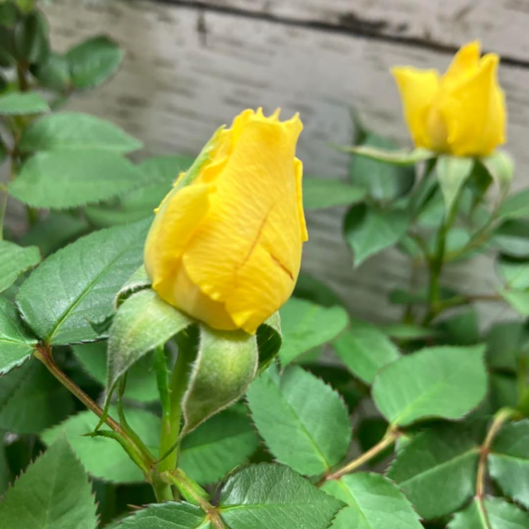 Rose Live Plant for Planting, Rose Bush Ready to Plant, 5-8 Inch Tall, Fragrant Rose Flowers (Yellow)