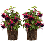 Set 2 Black Fuchsia Plants Live 4-7 Inches Tall, Colorful Hanging Flower Plants for Patio, Garden and Containers