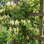 12 Yellow White Honeysuckle Cuttings, Lonicera Japonica Vine Plant Starter, Climbing Flowering Plant for Garden Trellis, 8-10 Inches Cuttings