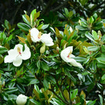 Magnolia Tree Live Plant, Sweetbay Magnolia Plant Live, 8 to 12 Inches, Tropical Shrub Plants