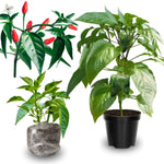 2 Super Hot Peppers Live Plants, 90 Days Old Hot Pepper Chili Plant for Spring Planting (Chile Pequin)