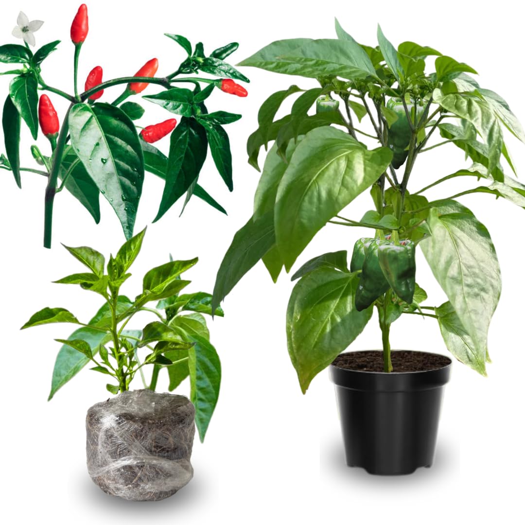 2 Super Hot Peppers Live Plants, 90 Days Old Hot Pepper Chili Plant for Spring Planting (Chile Pequin)