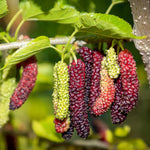 Set 2 Mulberry Trees Plants 5 to 8 Inch Height, Sweet Mulberry Plants Live for Planting, Mulberries Fruit to Grow Outdoor, No Pot (Pakistan Mulberry)