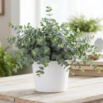 Eucalyptus Plant Live Indoor, Baby Blue Eucalyptus Tree Live Plant, 4 to 7 Inches Tall for Indoor Outdoor Growing
