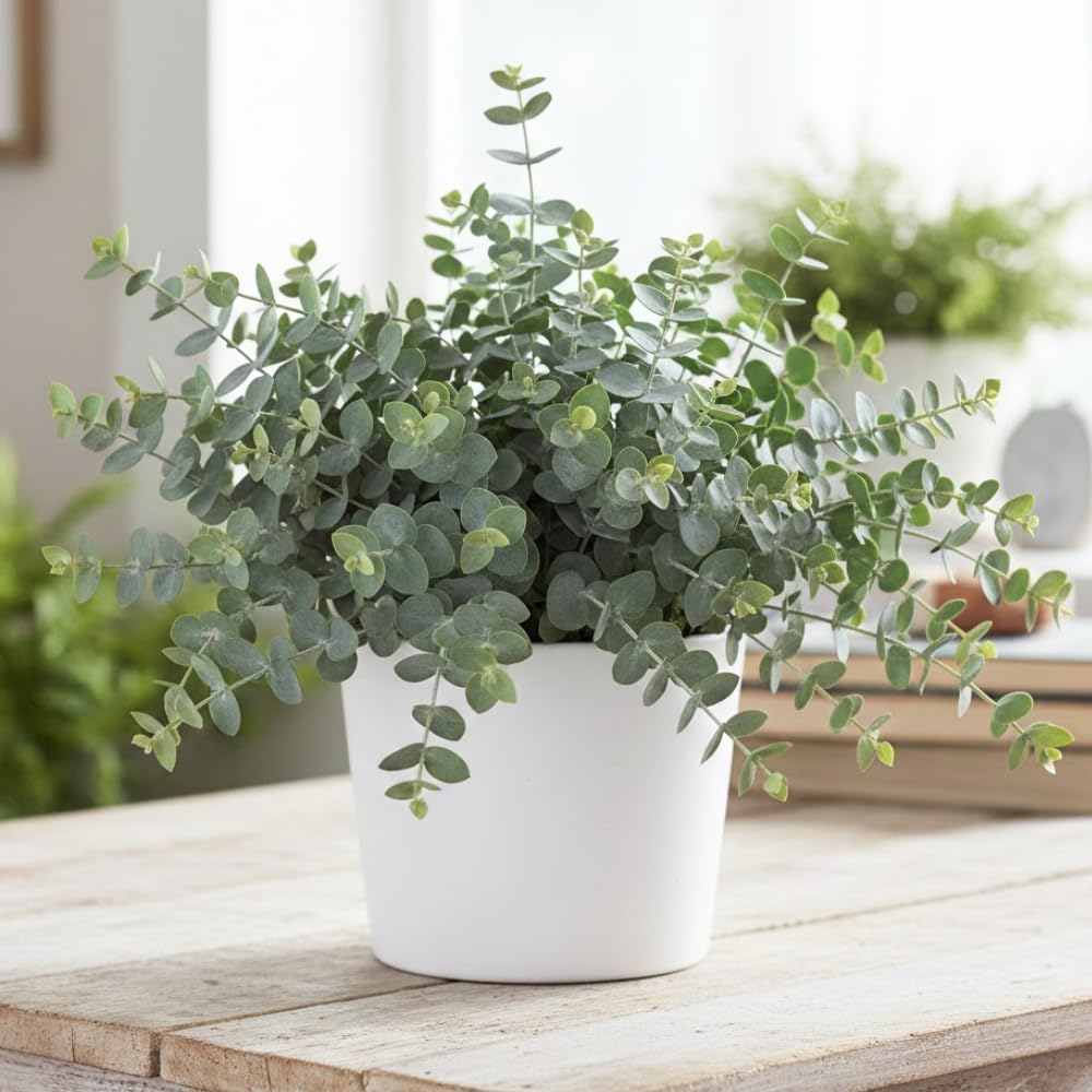 Eucalyptus Plant Live Indoor, Baby Blue Eucalyptus Tree Live Plant, 4 to 7 Inches Tall for Indoor Outdoor Growing