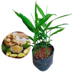 3 Ginger Plants Live, 5 to 6 Inches Tall, Ginger Herb Plant for Gardening Indoor Outdoor