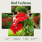 Verbena Plants Live, Verbena Plant from 4-8 Inches Tall, Long Blooming Outdoor Flower Plant for Garden Beds, Hanging Baskets and Containers (Red)