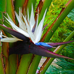 Bird of Paradise Live Plant to Grow, 5 to 9 Inches Tall, Strelitzia Reginae Bird of Paradise, Tropical Outdoor Plant (White Bird of Paradise)