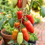 Red Tomato Plant Live, Red Fruit, Tomato Vegetable Plant Live for Outdoors Gardening, 4-6 Inches Tall in 4 Inch Pot