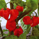 Pack 2 Red Habanero Pepper Plants, 80 Days Old Live Red Habanero Pepper Plants, Habanero Pepper Plants, Habanero Pepper Plants Live, Habanero Plant