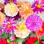 Set 3 of Dahlia Bulbs for Planting Indoor, Mix Dahlia Bulbs for Spring Planting, Perennial Flower