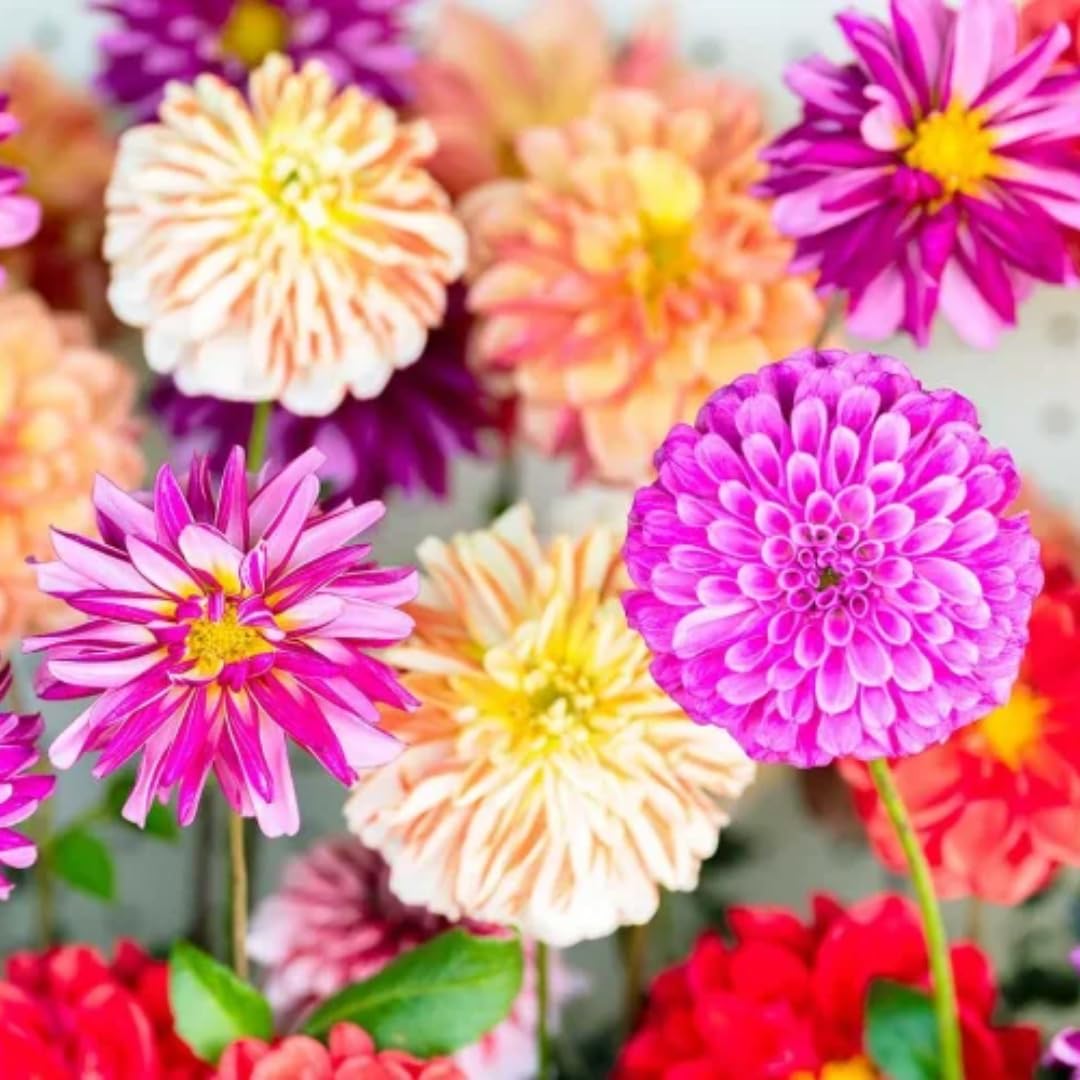Set 3 of Dahlia Bulbs for Planting Indoor, Mix Dahlia Bulbs for Spring Planting, Perennial Flower