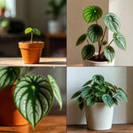 Peperomia Plant Live, Peperomia Live in 3.5 Inches Pot, Tropical Houseplant for Indoor Planting, Compact Plant for Home Office Decor, 4 to 6 Inches Tall (Variegated Peperomia)