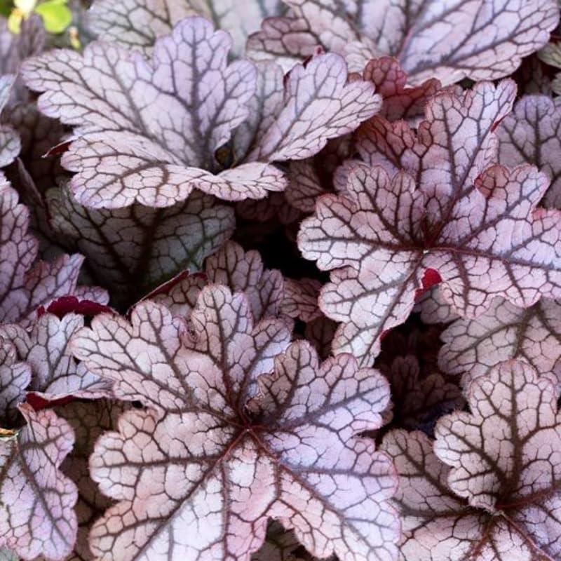 Pack 3 Heuchera Plants Live, Coral Bells Plants 4-7” Tall for Shade Gardens, Borders, Pots, Heuchera Perennials Seedlings (Purple Black Heuchera)