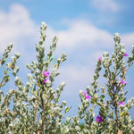 4 Fragrant Sage Salvia Live Plants, Planting in Spring Sage Plants Live, 5 to 10 Inches in Tall, Change Color (Dwarf Texas)