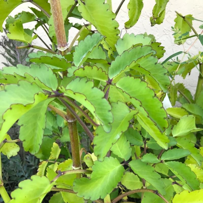 Kalanchoe Pinnata Succulent Plant Live for Planting Indoor Outdoor, 4-8 Inch Tall, in 4 Inch Pot, Kalanchoe Plant Live Mother of Thousands