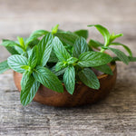 Mint Herb Plant Live, Well Rooted Mint Plants for Growing Indoor Outdoor 4-7 Inches - Spearmint