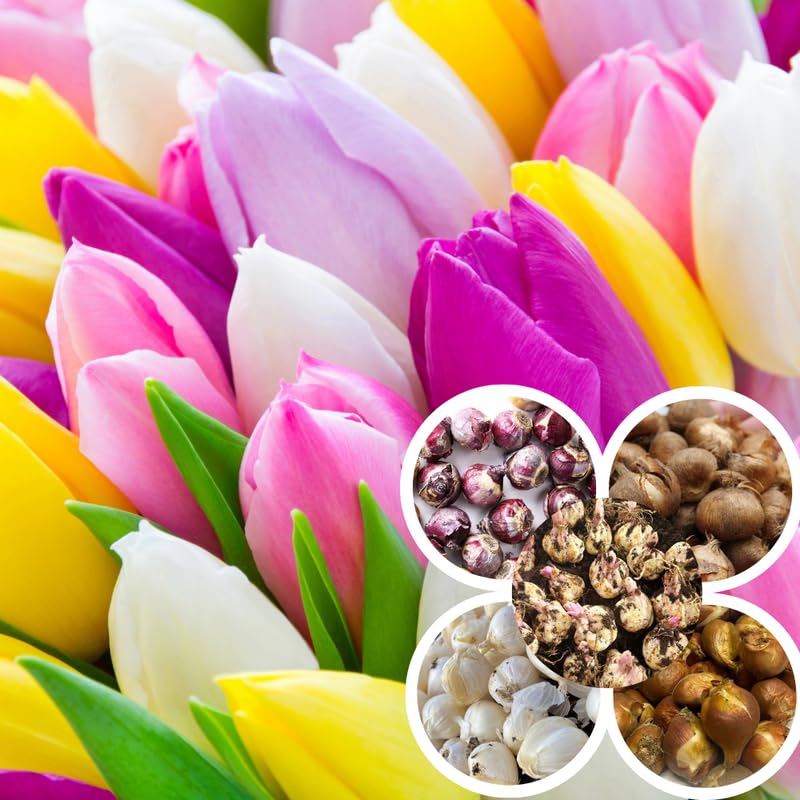 20 Tulip Bulbs for Fall Planting, Large Top Size Tulip Bulbs by Hardiness Zones 3-11, Cold Hardy, Mixed Random Tulip Color for Gardens, Borders or Flowerbeds