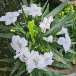 5 White Mexican Petunia Plants Live, 5-8" Tall Ruellia Simplex Hardy Petunia Seedlings for Outdoor Garden, Borders, Containers