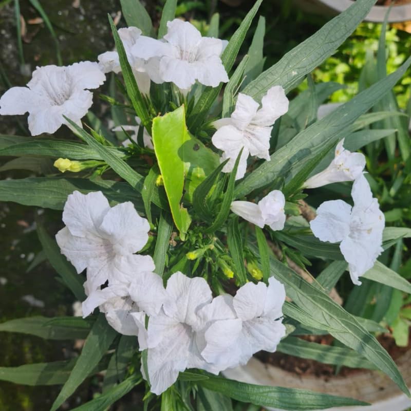 Pack 3 White Mexican Petunia Live Plants, 4-9" Tall Hardy Ruellia Simplex Petunia Perennials for Garden, Landscape, Patio