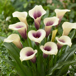Calla Lily Bulbs for Planting, Calla Lily Bulbs, Vibrant Summer Blooming Flowers for Garden and Patio Planting (White Purple Calla Lily Bulbs (Set 3))