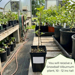 Snowball Viburnum Plant, Viburnum Plant Live, White Bloom, 10-12 Inches Tall, Snowball Shrubs for Landscape and Outdoor Garden