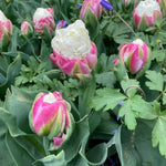 Ice Cream Tulip Bulbs, Spring Blooms Flowers, 5 Bulbs per Pack, Plant in Gardens, Borders & Flowerbeds