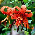 10 Turks Cap Lily Bulbs, Tiger Lily Bulbs with Vibrant Orange Blooms, Hardy Perennial Flowers