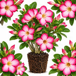 Pink Desert Rose Live Plant, Adenium Succulent, 4-6" Tall