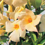 Mandevilla Plant Live, 4 to 7 Inc Tall Seedling, Apricot Mandevilla Vine Plants, Perennial Flower Mandevilla Starter Plant Outdoor Garden