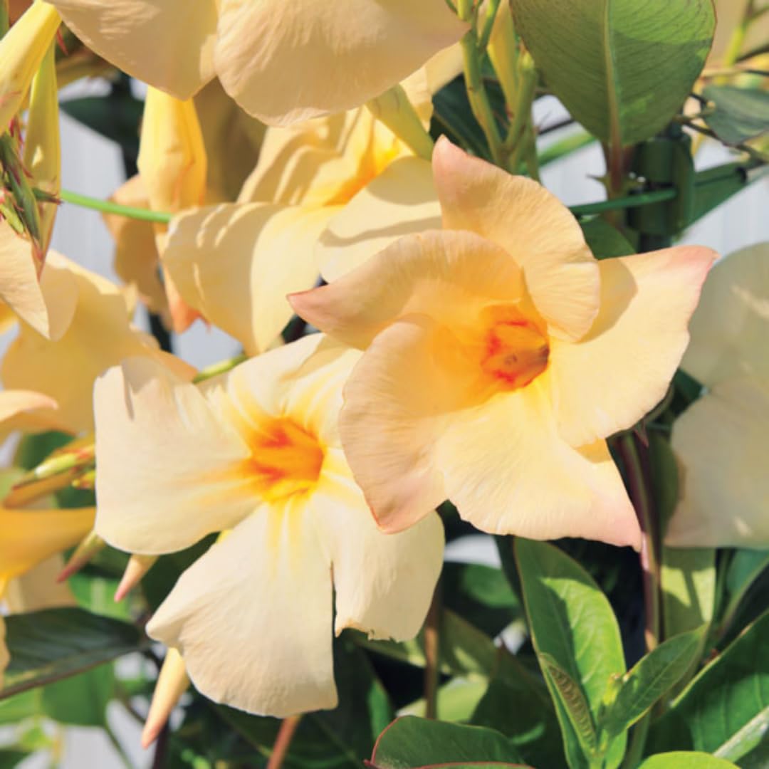 Mandevilla Plant Live, 4 to 7 Inc Tall Seedling, Apricot Mandevilla Vine Plants, Perennial Flower Mandevilla Starter Plant Outdoor Garden