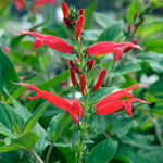 4 Fragrant Sage Salvia Live Plants, Planting in Spring Sage Plants Live, 5 to 10 Inches in Tall, Change Color (Pineapple)