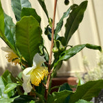 Camellia Sinensis Plants Live, Camellia Plant Live, Green Tea Plant, 5-7 Inches Tall for Indoor Outdoor Growing