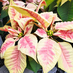 2 Poinsettia Plants Live, Pink Yellow White Poinsettia Flowers Christmas Decorations, Holiday Houseplant, Poinsettias Trees Plants, No Pot, 5-9" Tall