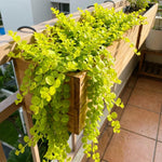 Pack of 2 Creeping Jenny Plants Live, Creeping Jenny Plants, 3-5 Inches Tall, Trailing Ground Cover for Indoor Outdoor Growing