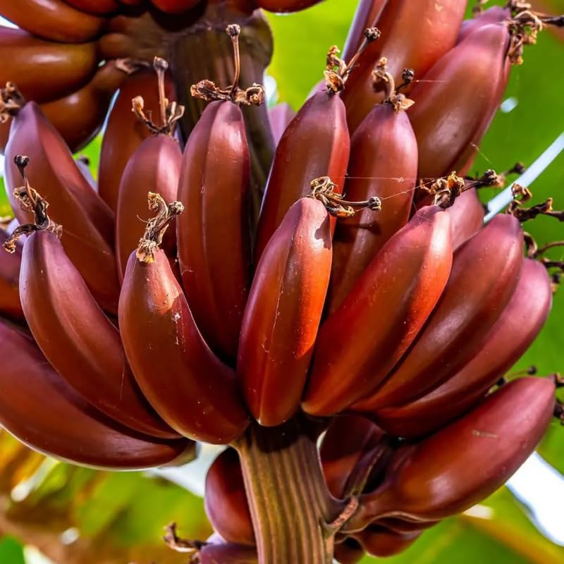 Mixed Banana Plant Live, 4-6" Tall Well-Rooted for Indoor Tropical Displays, Cold Hardy Banana Fruit Tree