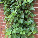 2 Pots English Ivy Live Plants, Perennial English Ivy Vine, 4-8" Tall, Fast-Growing Climbing Ivy for Outdoor Garden, Fence, Containers