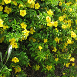 2 Yellow Mandevilla Plants Live, Trailing Mandevilla Vine for Outdoor Planting, 4-6 Inch Tall Live Flowering Vine for Trellis or Containers