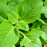 Set 2 Cuban Oregano Plants Live, Live Cuban Oregano Plant Indoor, 3 to 6 Inc Tall, Green Mexican Mint Plants, Spanish Thyme Plant Live