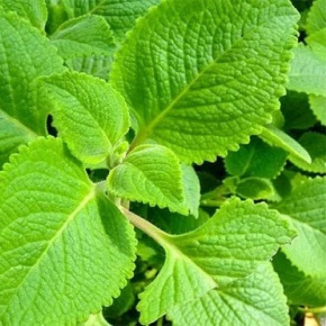 Set 2 Cuban Oregano Plants Live, Live Cuban Oregano Plant Indoor, 3 to 6 Inc Tall, Green Mexican Mint Plants, Spanish Thyme Plant Live