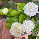2 Assorted Jasmine Plants Live, 5 to 7 Inc in Height, Jasmine Flower Plant Live Climbing Flower Annual