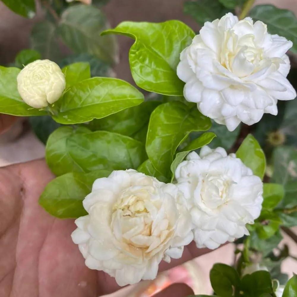 2 Assorted Jasmine Plants Live, 5 to 7 Inc in Height, Jasmine Flower Plant Live Climbing Flower Annual